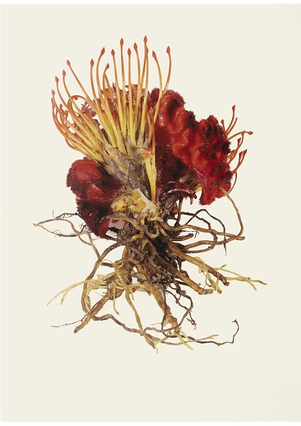 BUY NOW - Photographs