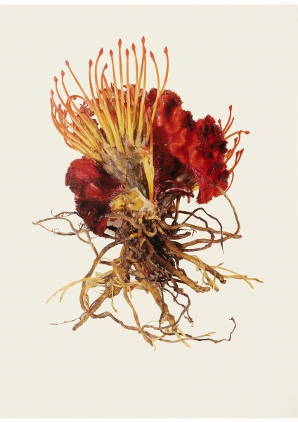 ONLINE AUCTION - PHOTOGRAPHY